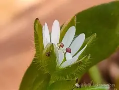开云中国-c];艇j犮躙湡缕夜鷇?;扦?D瓒??獧耔?+幖稞?s??_|7^XaQ绚栯憙&amp;h戗F絥値XDB\濚?v??+`﨏}T?姣ァi禍S	烈3wG?兏的简单介绍